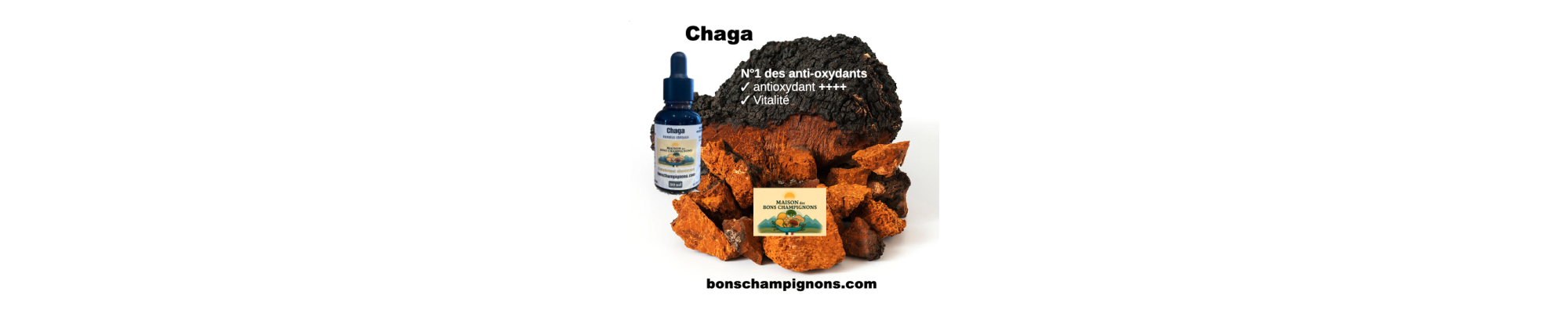 Chaga bio : antioxydant, immunité et vitalité | Bonschampignons