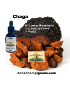Chaga bio : antioxydant, immunité et vitalité | Bonschampignons