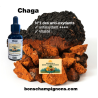 Chaga