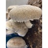 SHIITAKE (Lentinula edodes)