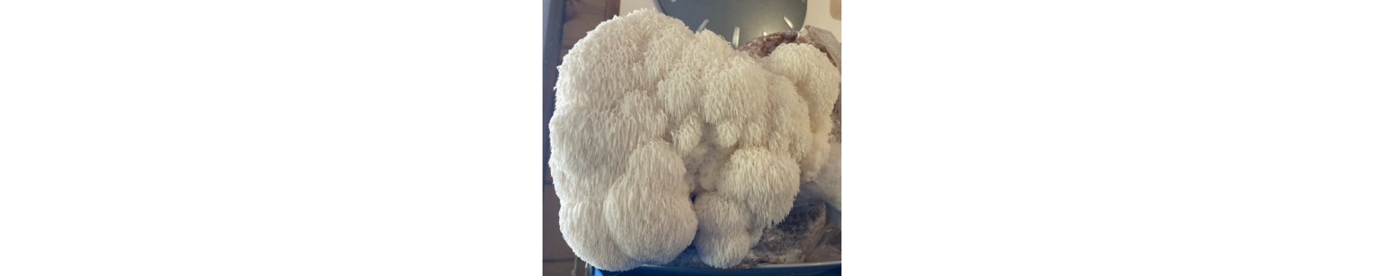 CRINIERE DE LION  (Hericium Erinaceus)