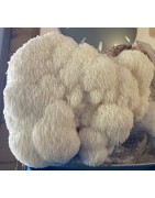 CRINIERE DE LION  (Hericium Erinaceus)