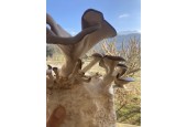 Maison des Bons Champignons