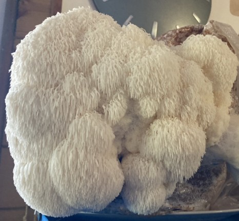 Champignon Crinière de Lion