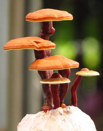 Reishi Roi des champignons médicinaux adaptogènes : sommeil, sérénité et immunité